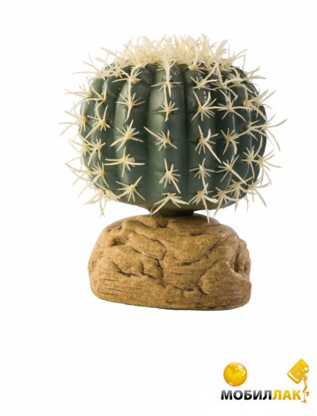  Hagen Barrel Cactus Large