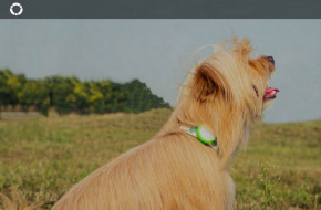   Xiaomi  Smart Dog device Green 4