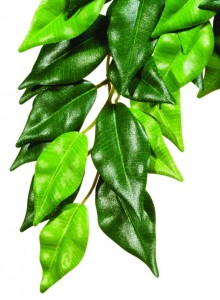  Hagen  Ficus 